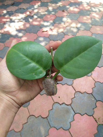 Hoya Australis ssp tenuipes (Semishade)