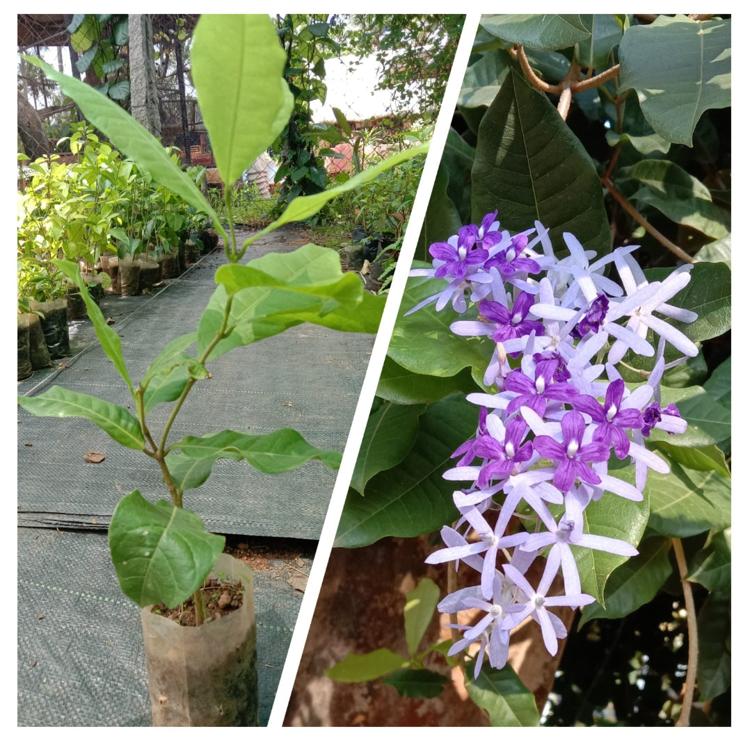 Petrea volubillis plant purple