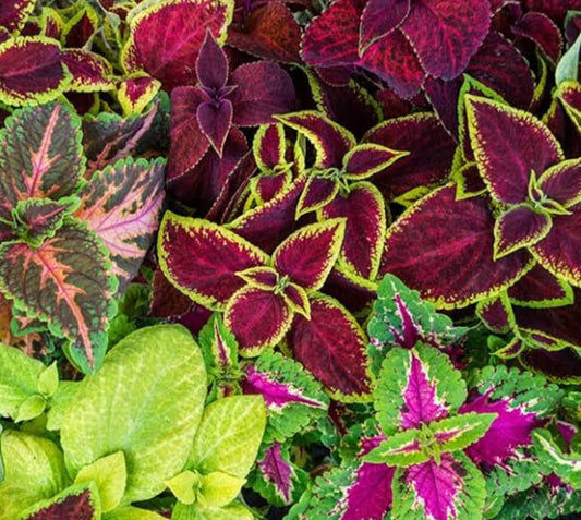 Coleus Rainbow mix summer Flower seeds