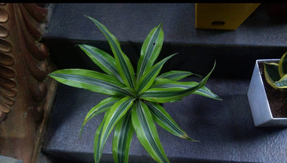 Dracaena plant