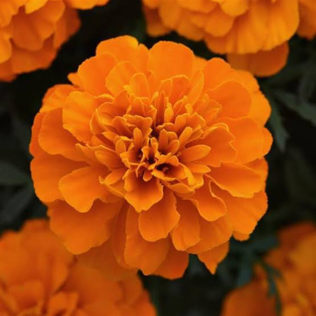 Marigold french Orange winter Flower seeds