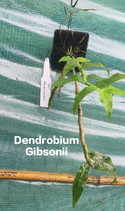 Dendrobium Gibsonii