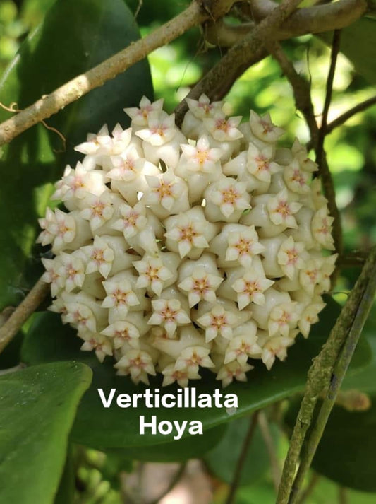 Verticillata Hoya