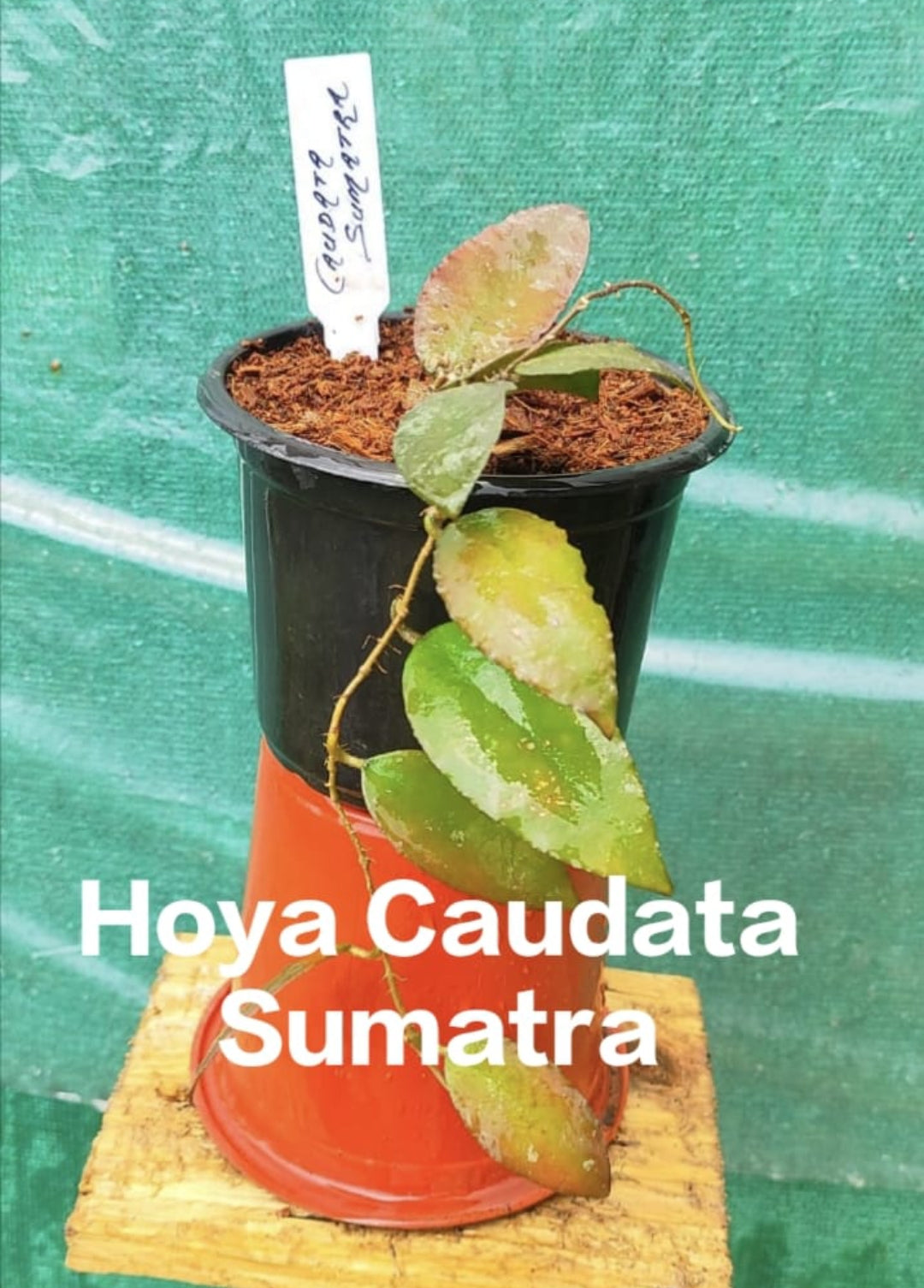 Hoya Caudata Sumatra