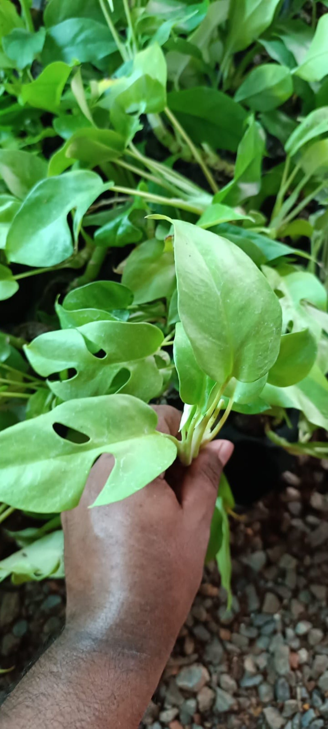 Minima Philodendron plant