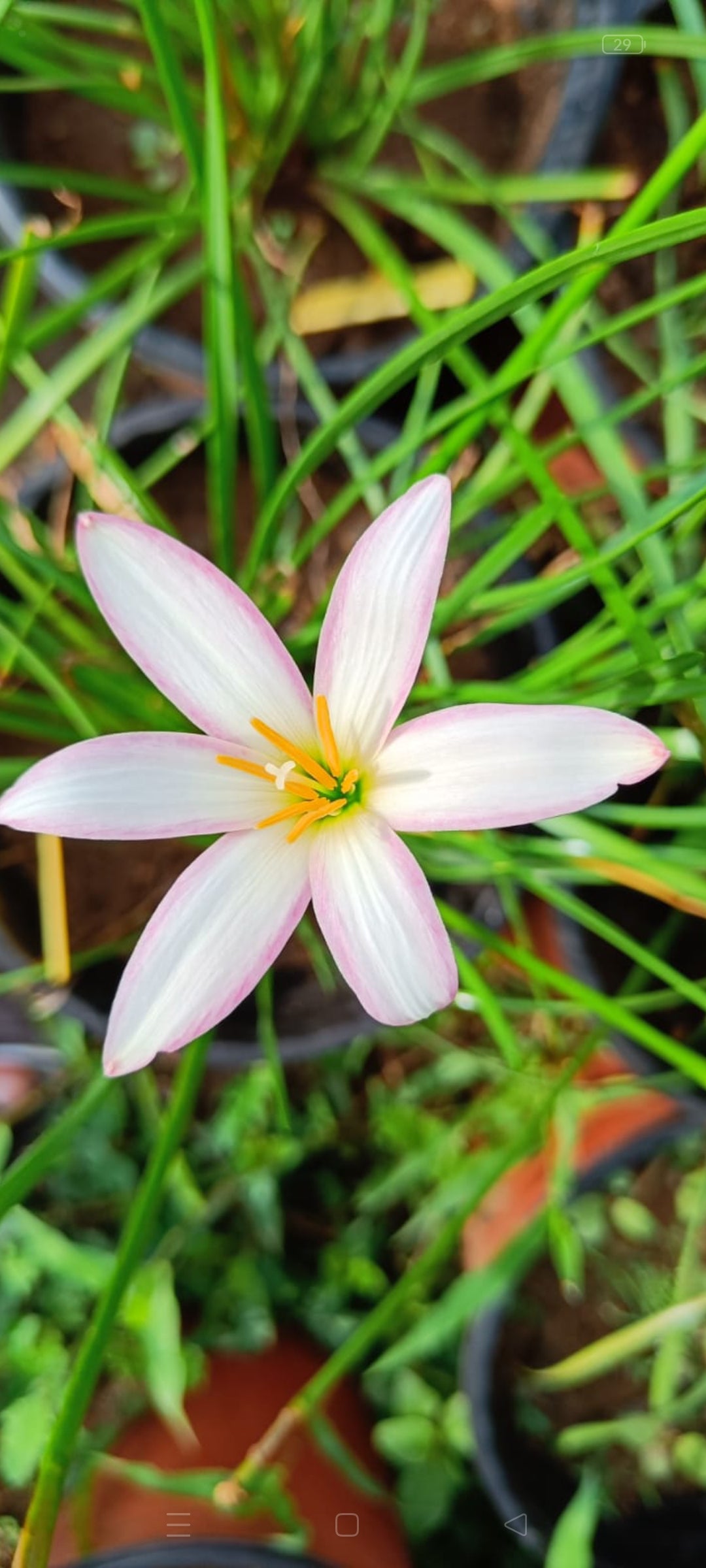 Pride of gataton Lily bulb