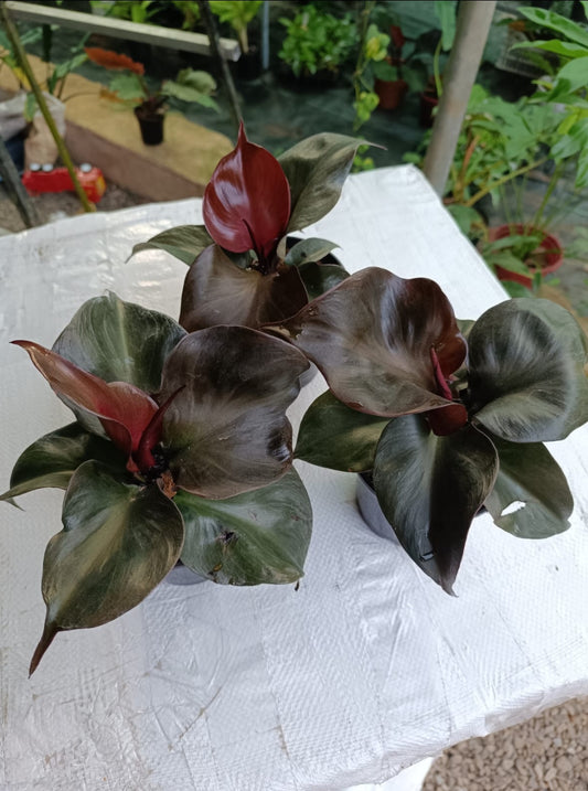 Philodendron Red Heart plant