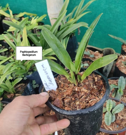 Paphiopedilum Barbigerum