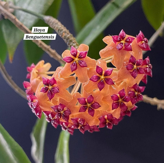 Hoya Benguetensis