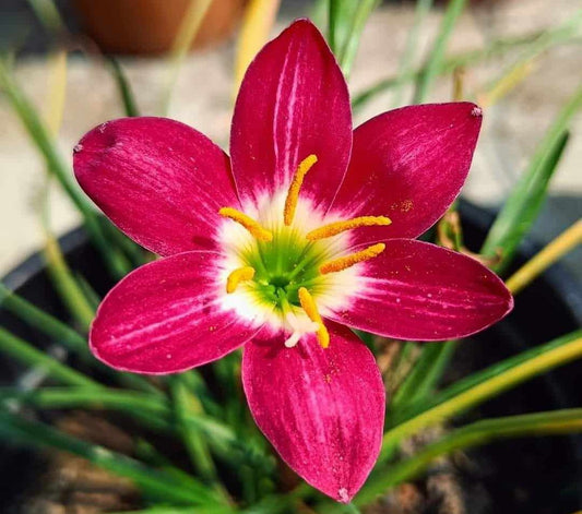 Red Tulip berry rain Lily bulb