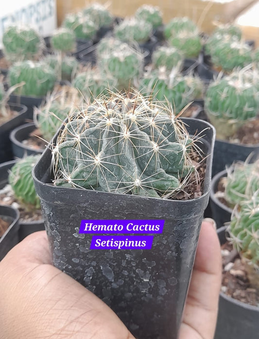 Hemato Cactus Setispinus