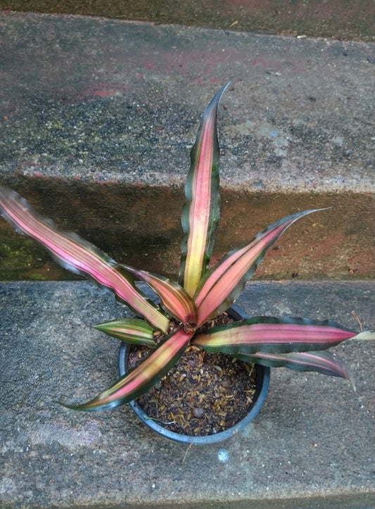 Cryptanthus Rare (Semishade)