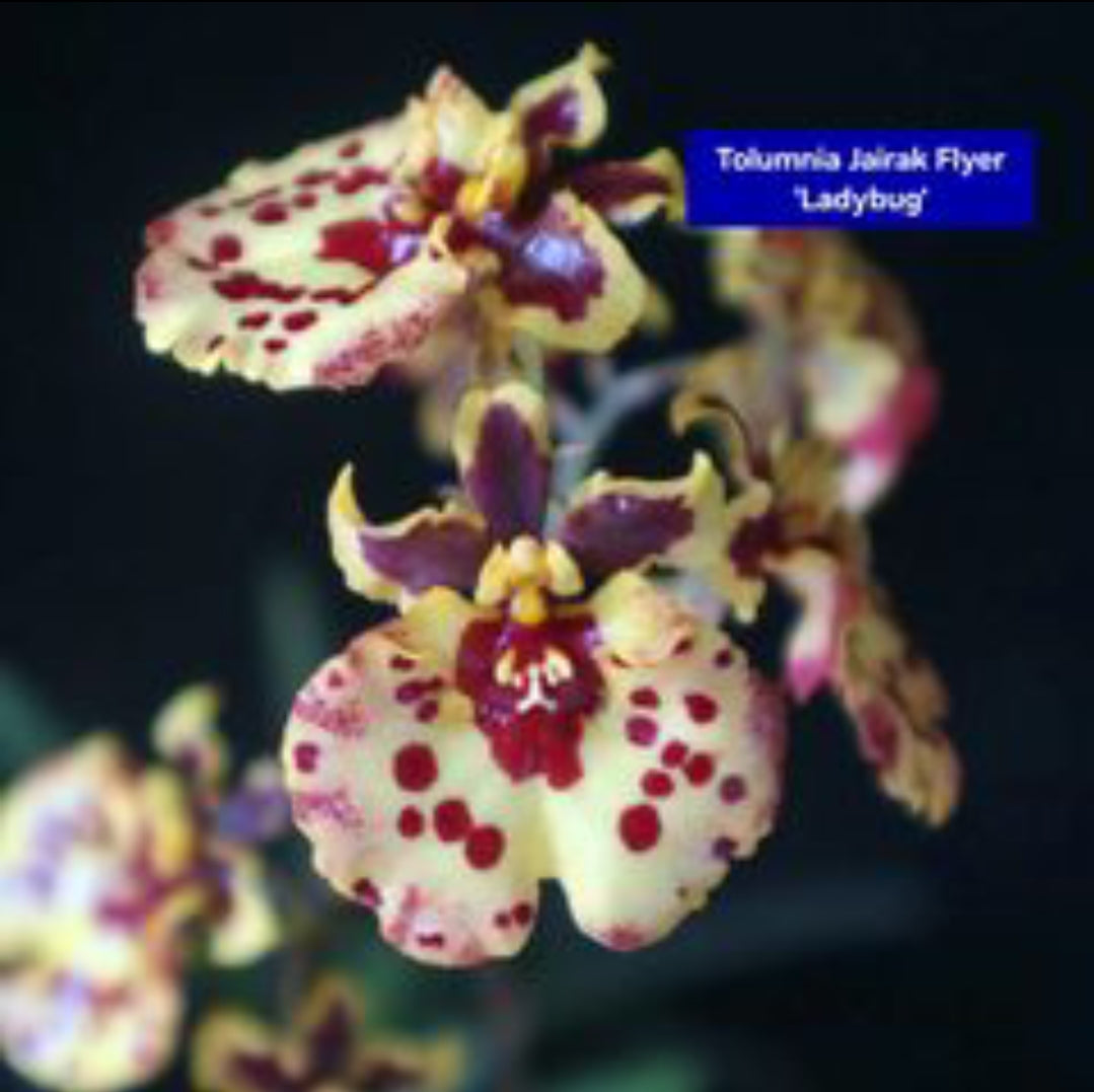 Tolumnia Orchid 5