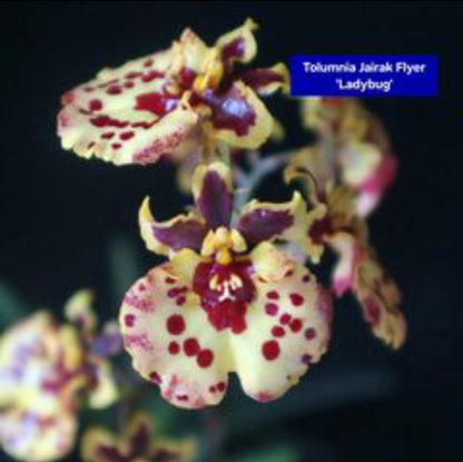 Tolumnia Orchid 5