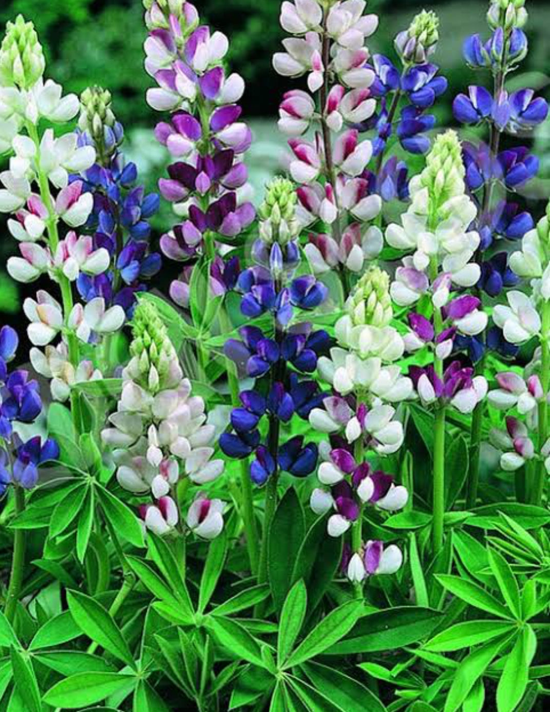 Lupin Pixie Delight mix winter Flower seeds