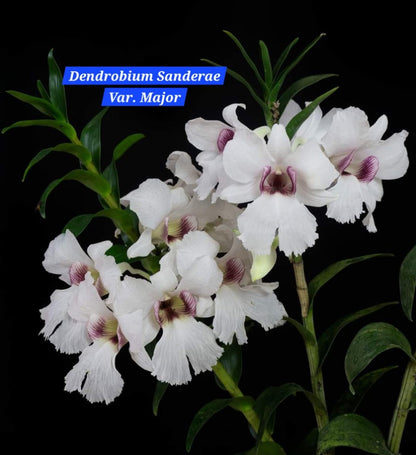 Dendrobium Sanderae Var. Major