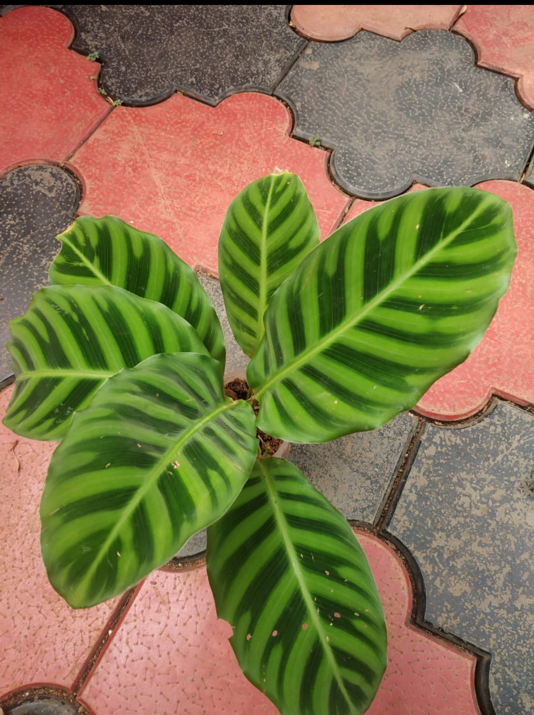 Calathea Sebrena Plant