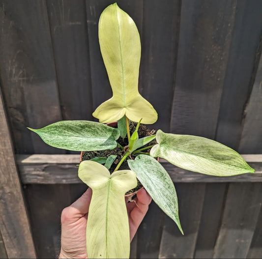 Florida Gost Veriegated philodendron plant - Indoor plants