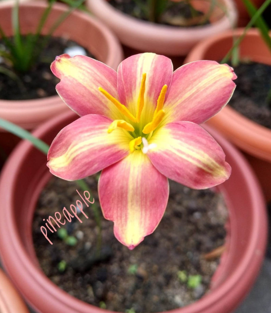 Pine Apple  Rain Lily bulb