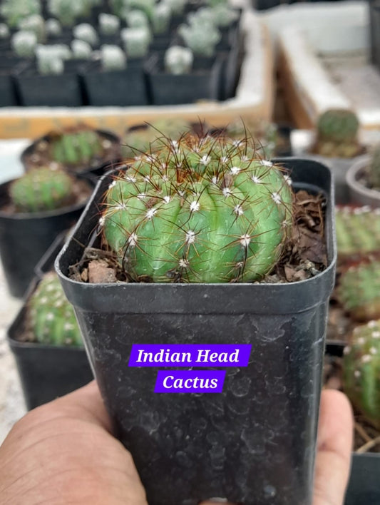 Indian Head cactus 24