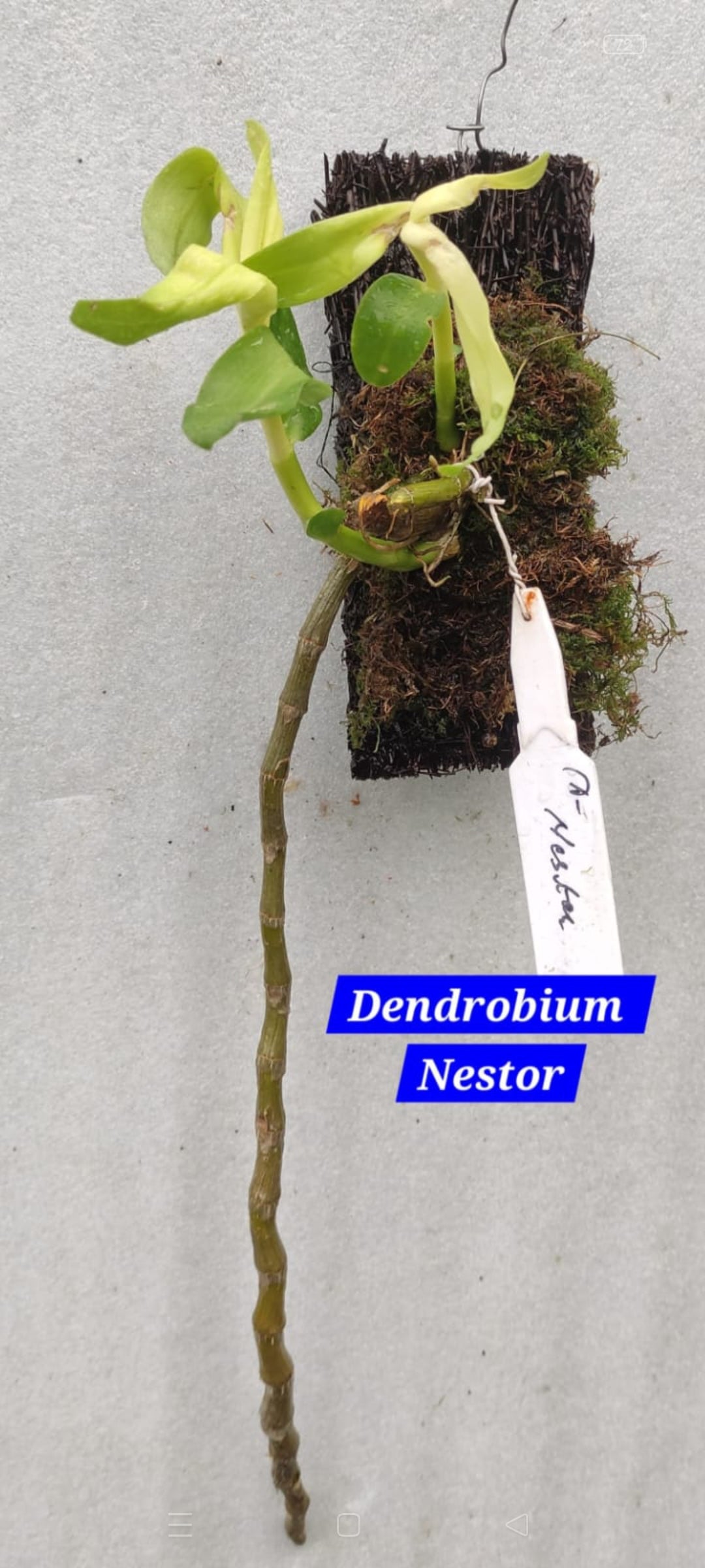 Dendrobium Nestor