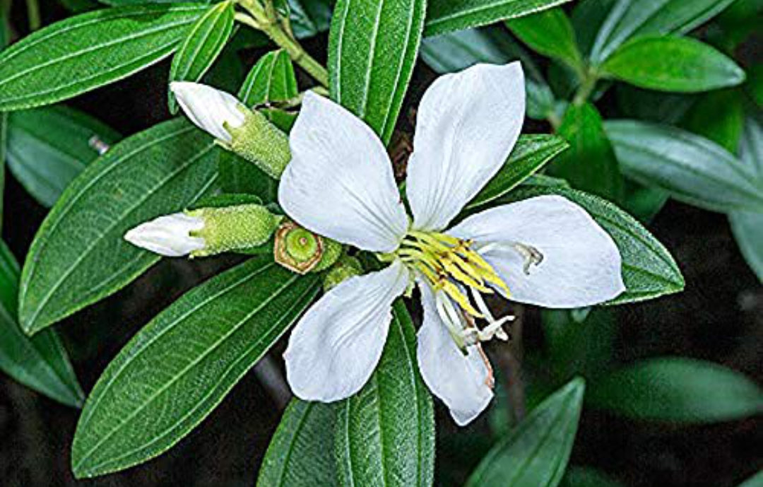 White melastoma plant (shrub plant)