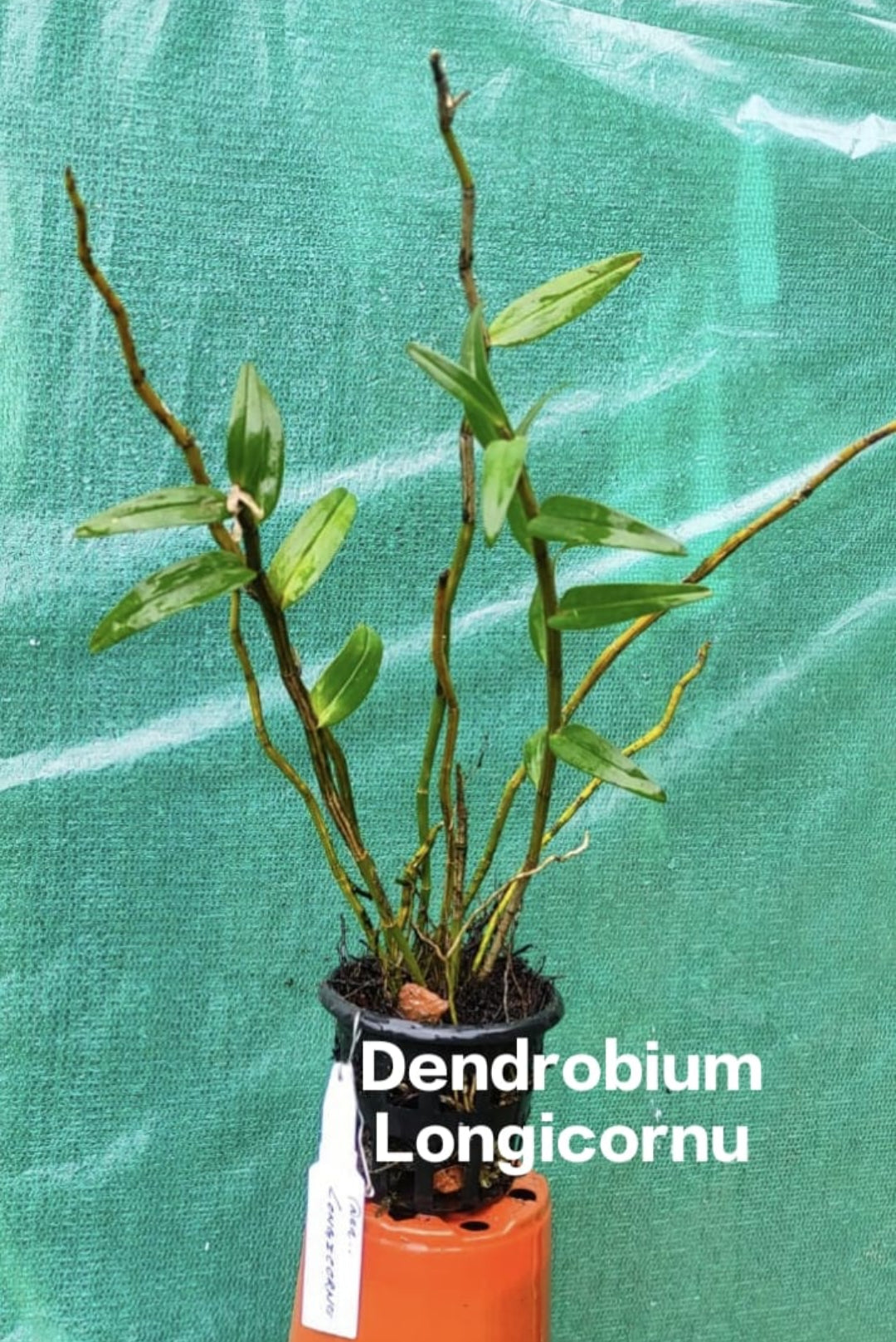 Dendrobium Longicornu