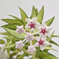 Hoya Bella (Veriegated)