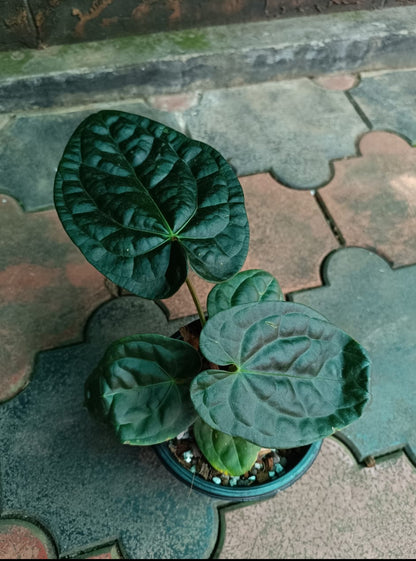 Anthurium Raven Soul - Anthurium (Crystallinum x Luxurians)