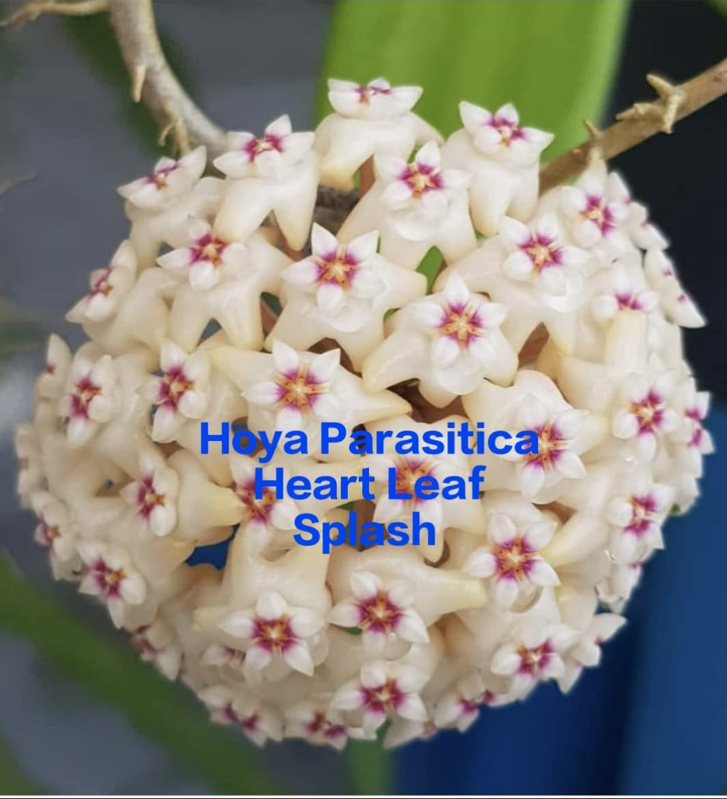 Hoya Parasitica Heart leaf