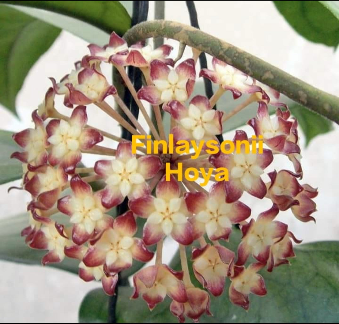 Finlaysonii Hoya