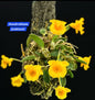 Dendrobium Jenkinsii