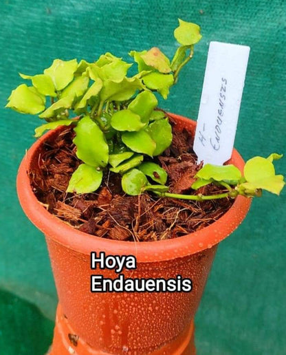 Hoya Endauensis