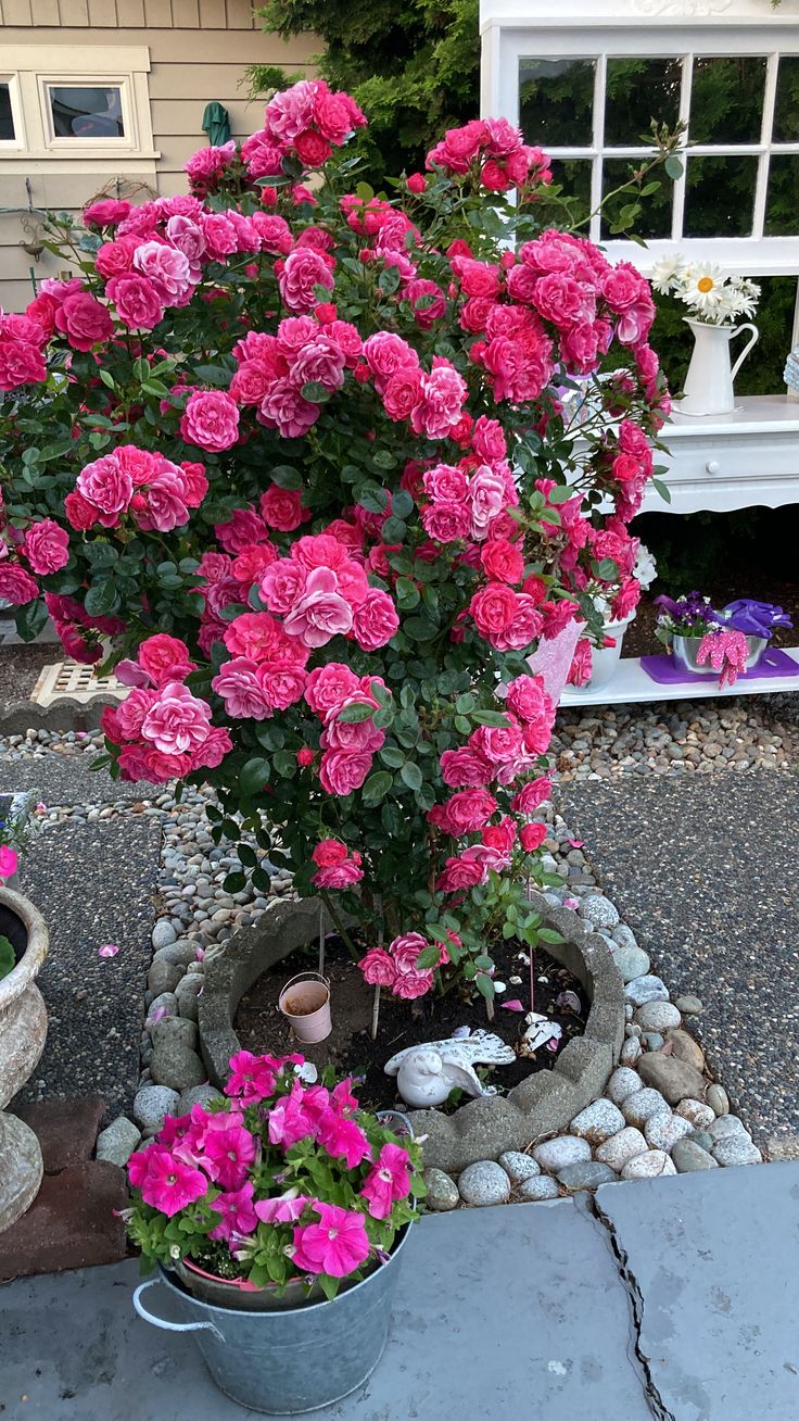 Buy Stand Rose Plant Online in India | Standard Tree Rose | Outdoor Flowering Rose Plant | Ashiyana Store
