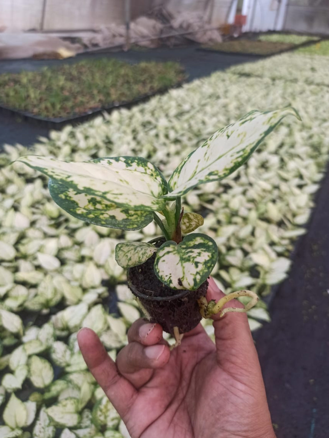 Superwhite Aglonima plant