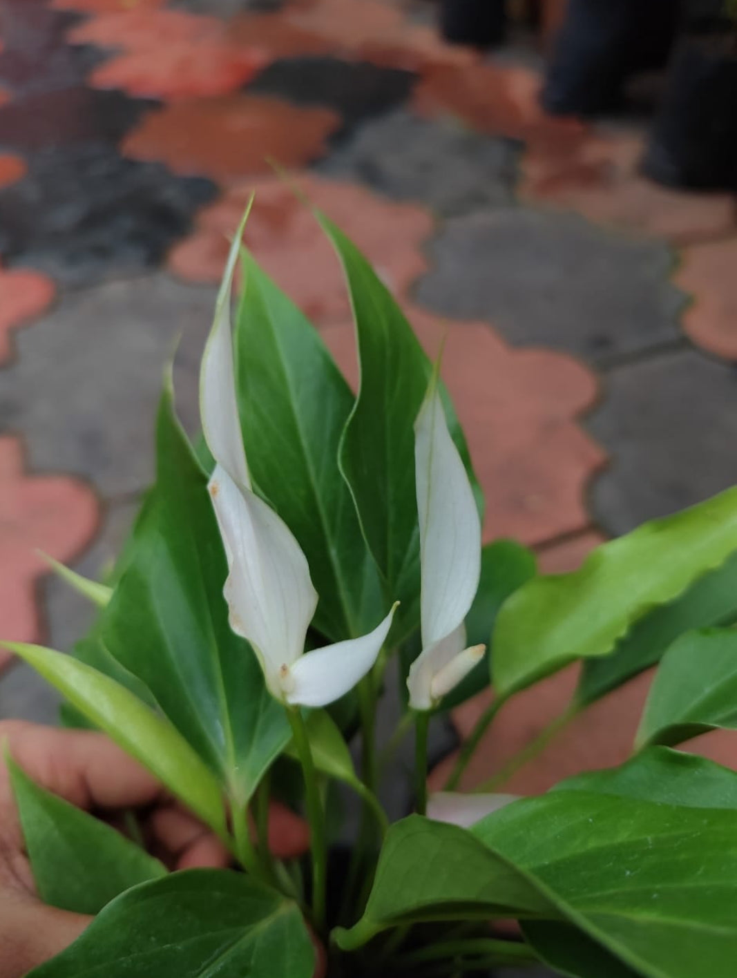 Anthurium Jolly Lilly (Semishade plant)