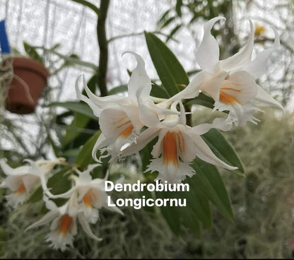 Dendrobium Longicornu