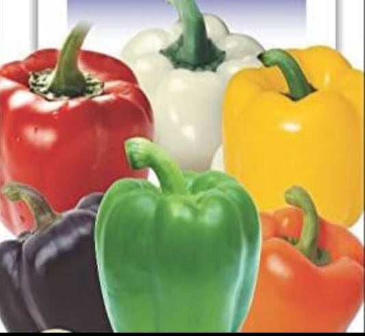 Capsicum mix colour vegitable seeds