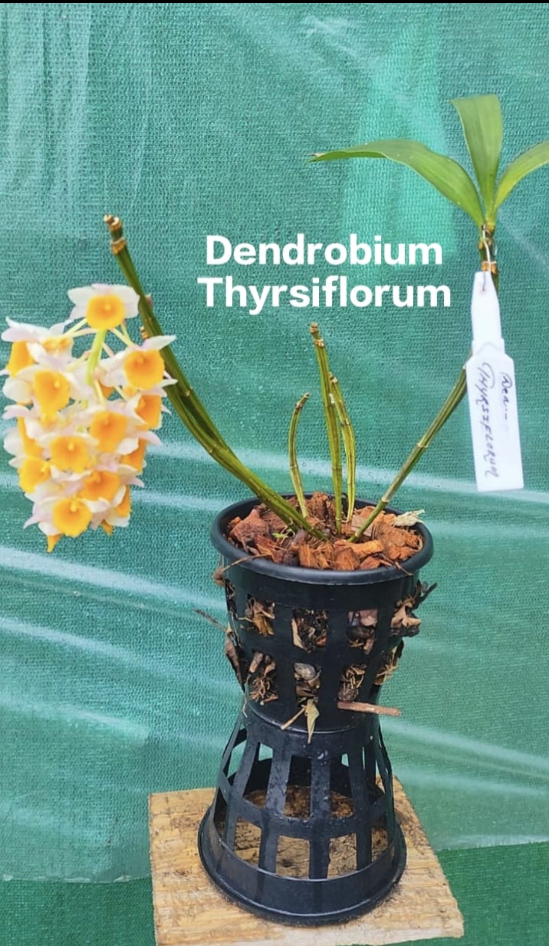 Dendrobium Thyrsiflorum