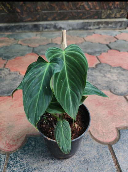 Philodendron Splendid plant (Semishade)