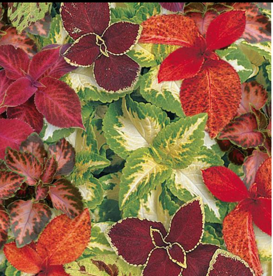 Coleus Wizard select mix improved PanAm summer Flower seeds