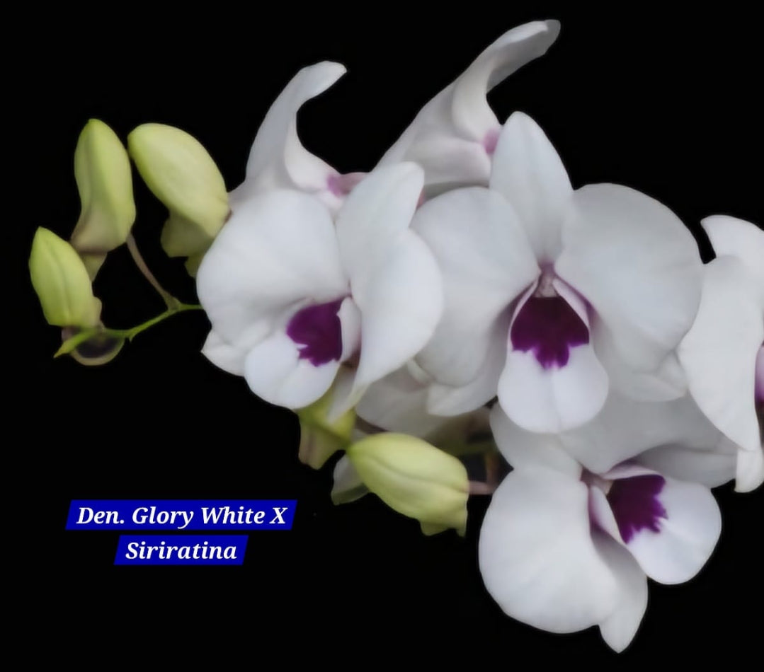 Dendrobium white 14