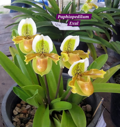 Paphiopedilum Exul