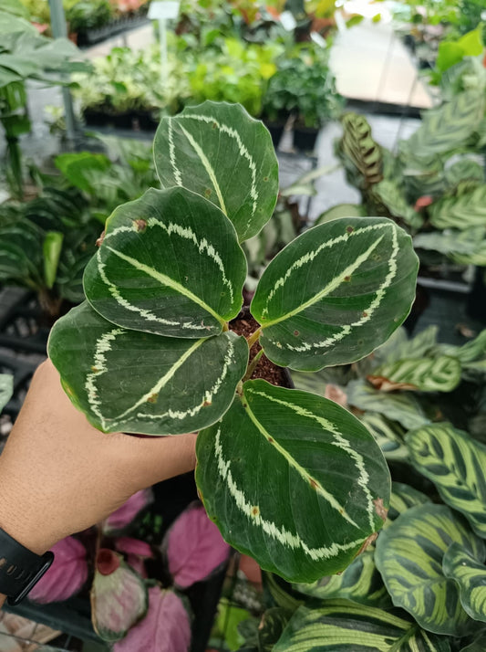 Calathea Green lipstick