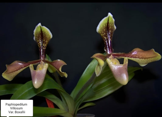 Paphiopedilum Villosum Var. Boxallii