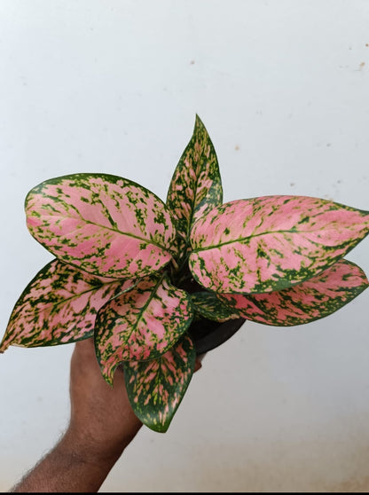 Aglonima Pink Valantain plant