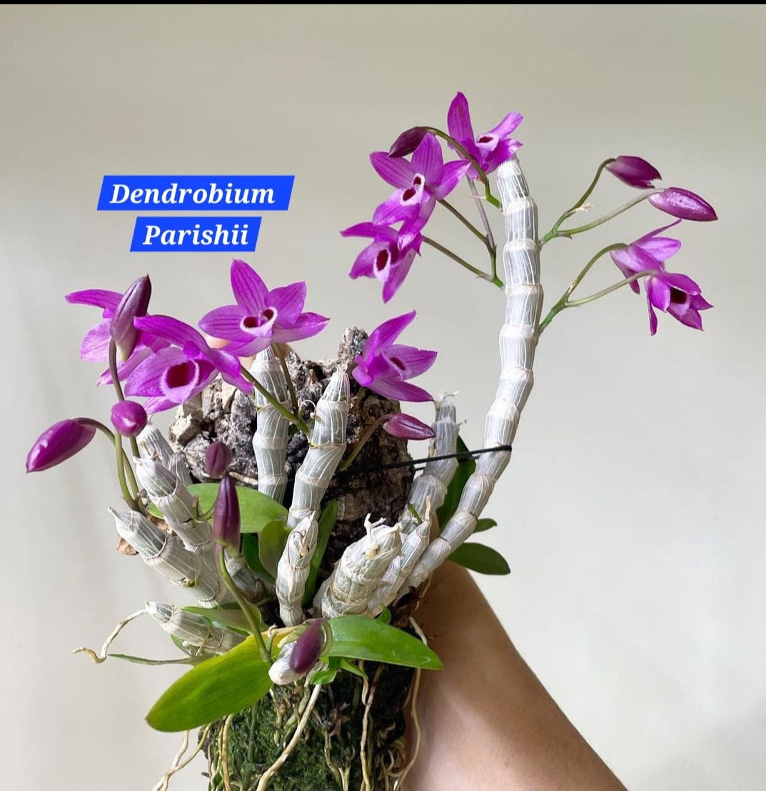 Dendrobium Parishii