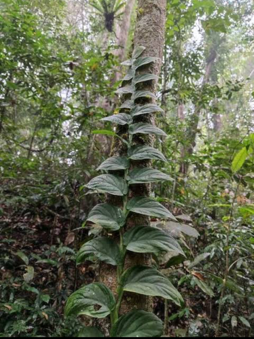 Rhaphidophora Korthalsii Plant (Indoor Creeping Plant)