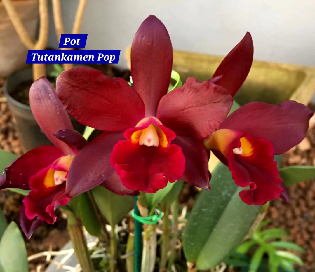 Cattleya 8 Orchid