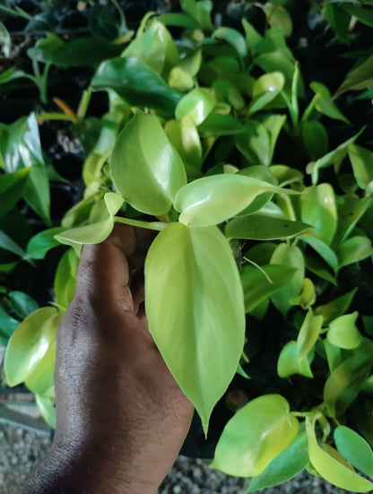 Golden Violin philodendron plant